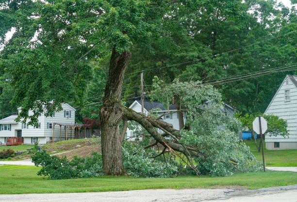 Best Tree Stump Removal  in Johns Creek, GA